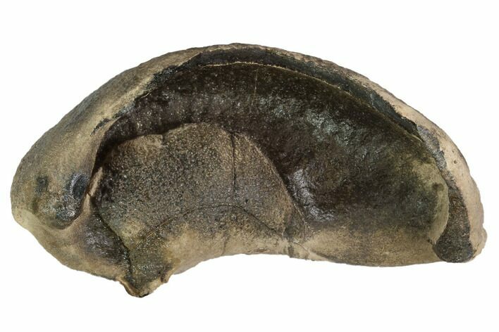 Fossil Whale Ear Bone - Miocene #99980